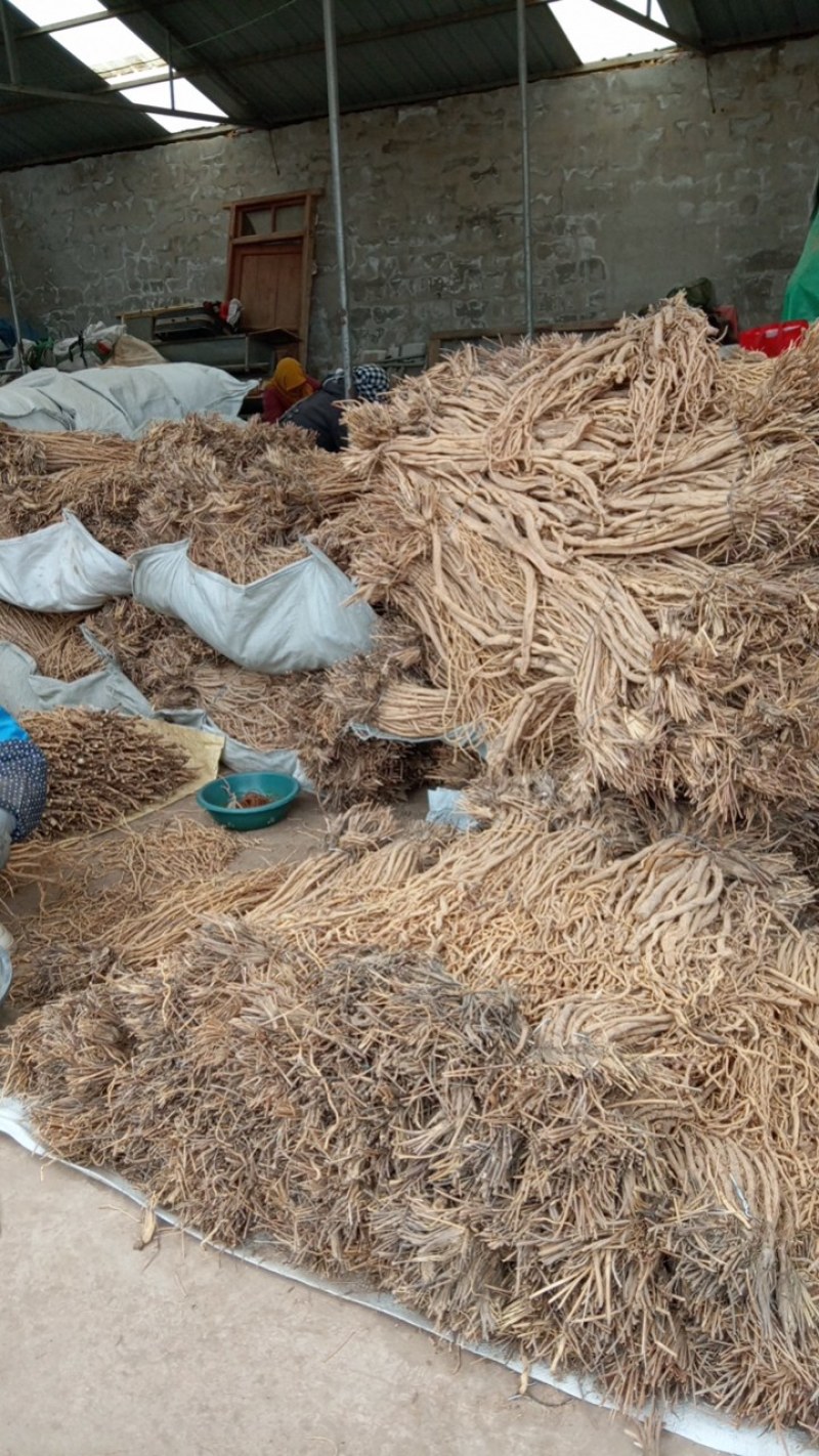 关防风。正在加工中，去头剪尾