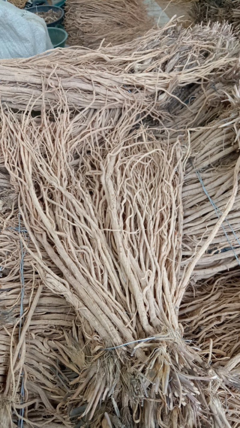 关防风。正在加工中，去头剪尾