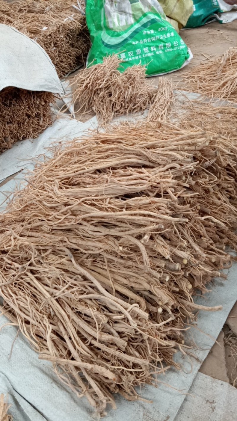 关防风。正在加工中，去头剪尾