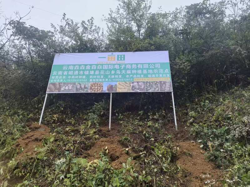 云南昭通小草坝天麻，昭通天麻，小草坝天麻，乌天麻