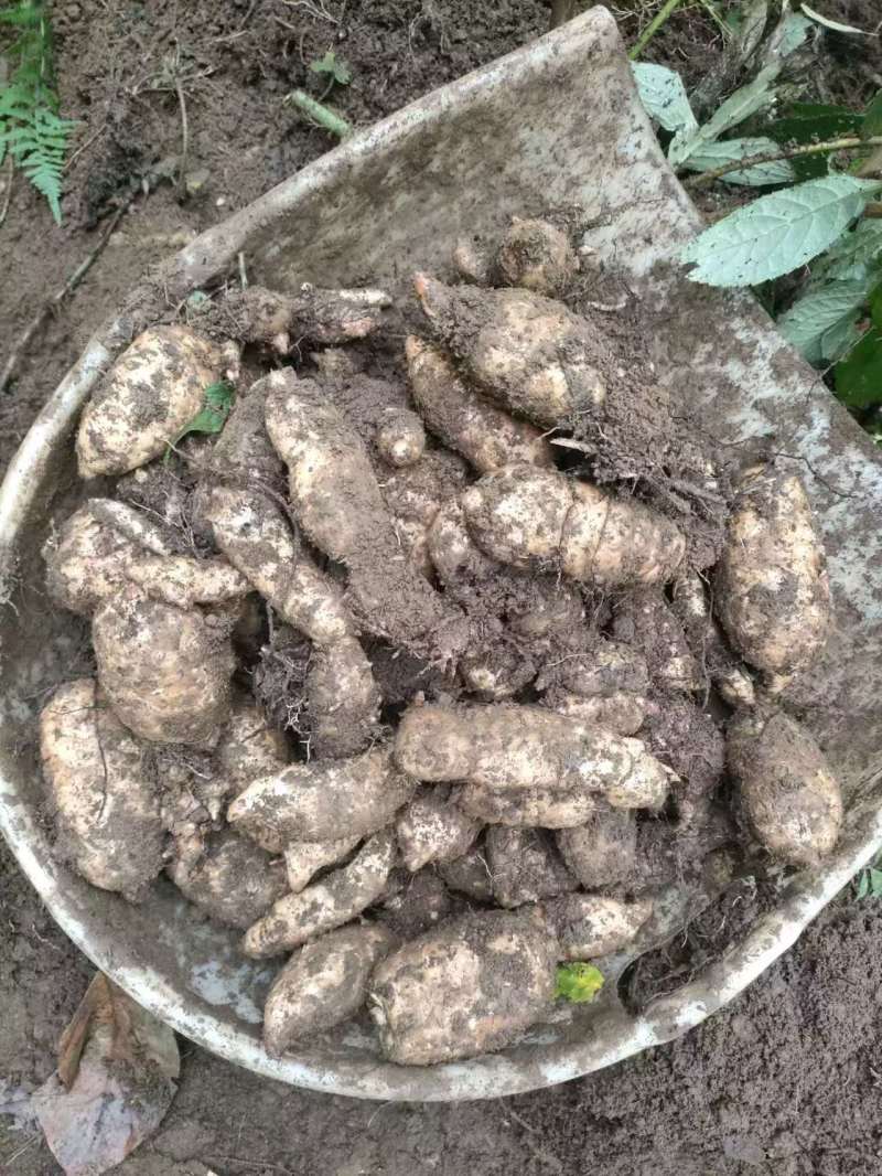云南昭通小草坝天麻，昭通天麻，小草坝天麻，乌天麻