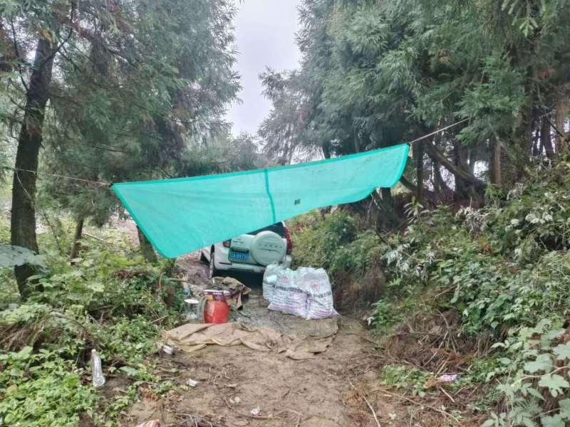 云南昭通小草坝天麻，昭通天麻，小草坝天麻，乌天麻