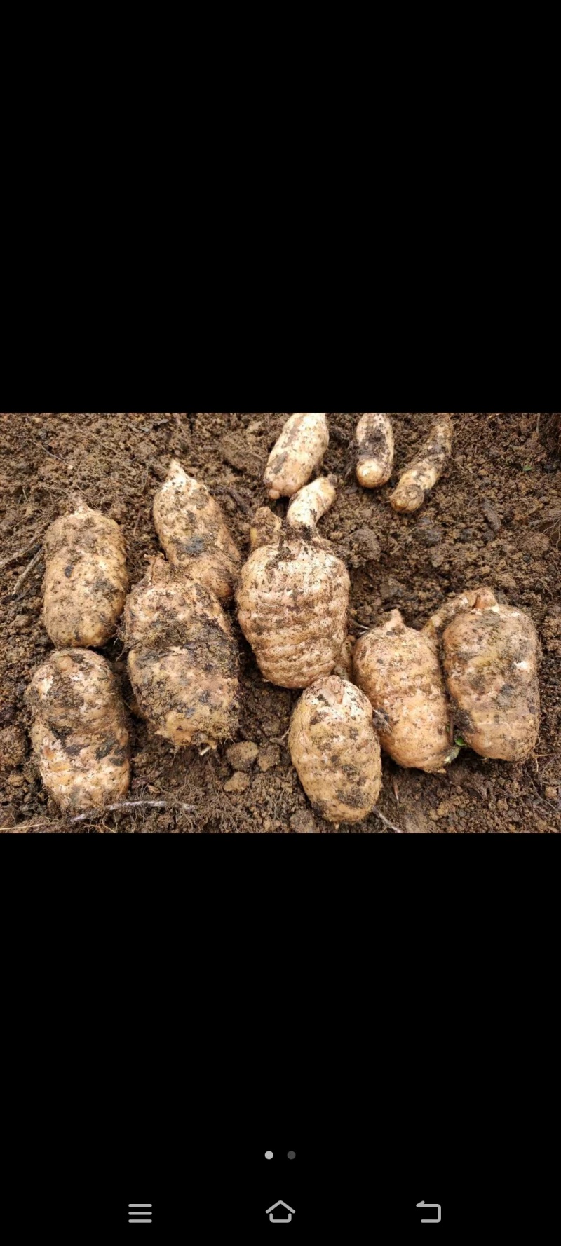 云南昭通小草坝天麻，昭通天麻，小草坝天麻，乌天麻