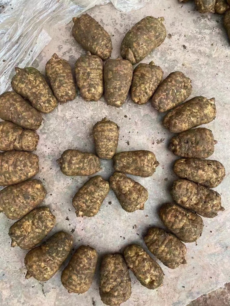 云南昭通小草坝天麻，昭通天麻，小草坝天麻，乌天麻