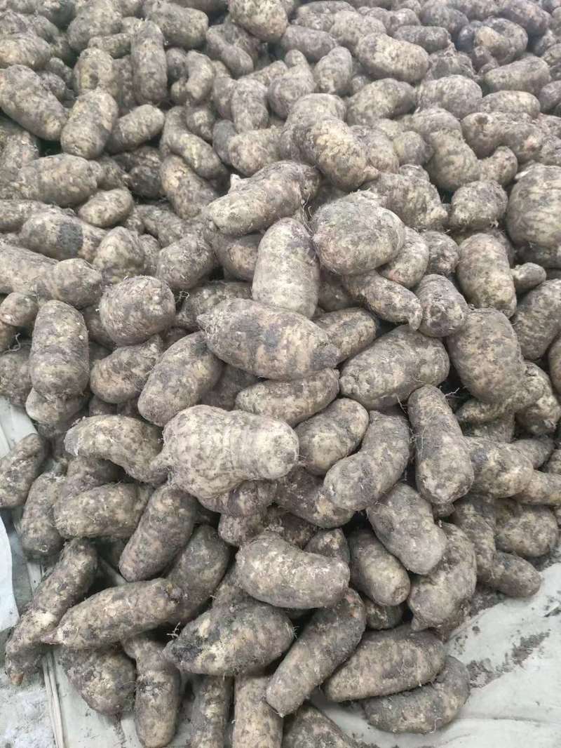 云南昭通小草坝天麻，昭通天麻，小草坝天麻，乌天麻