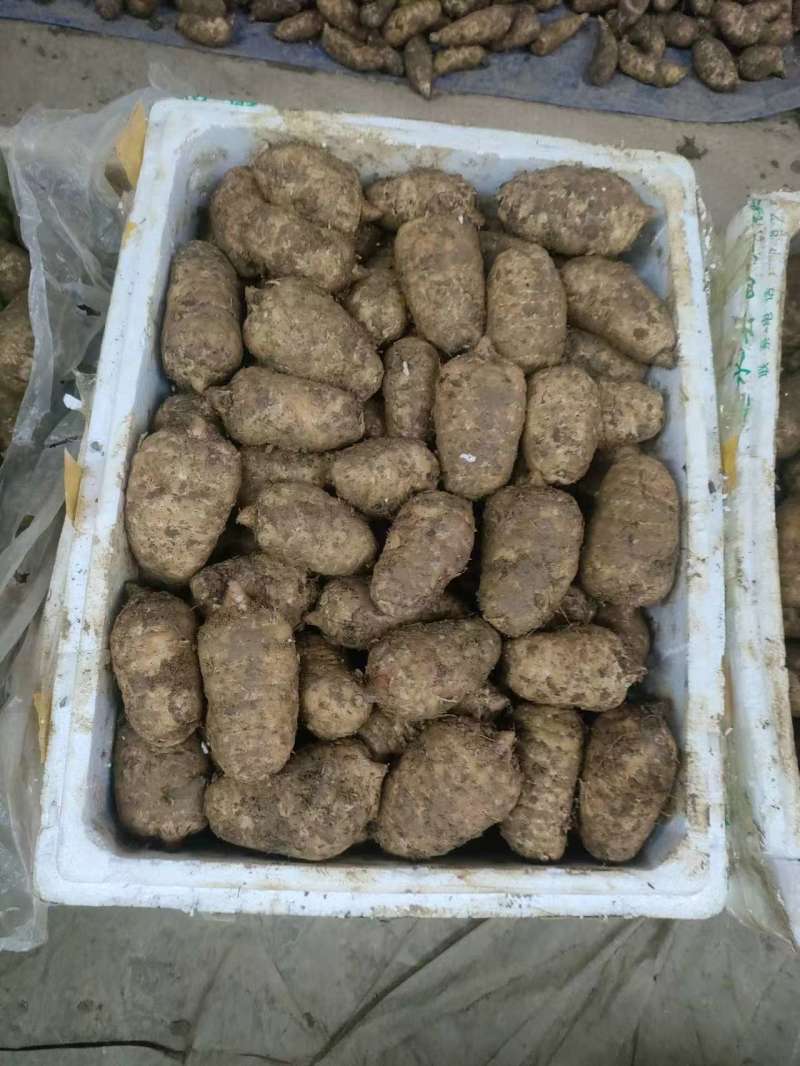 云南昭通小草坝天麻，昭通天麻，小草坝天麻，乌天麻