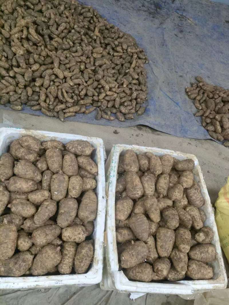 云南昭通小草坝天麻，昭通天麻，小草坝天麻，乌天麻
