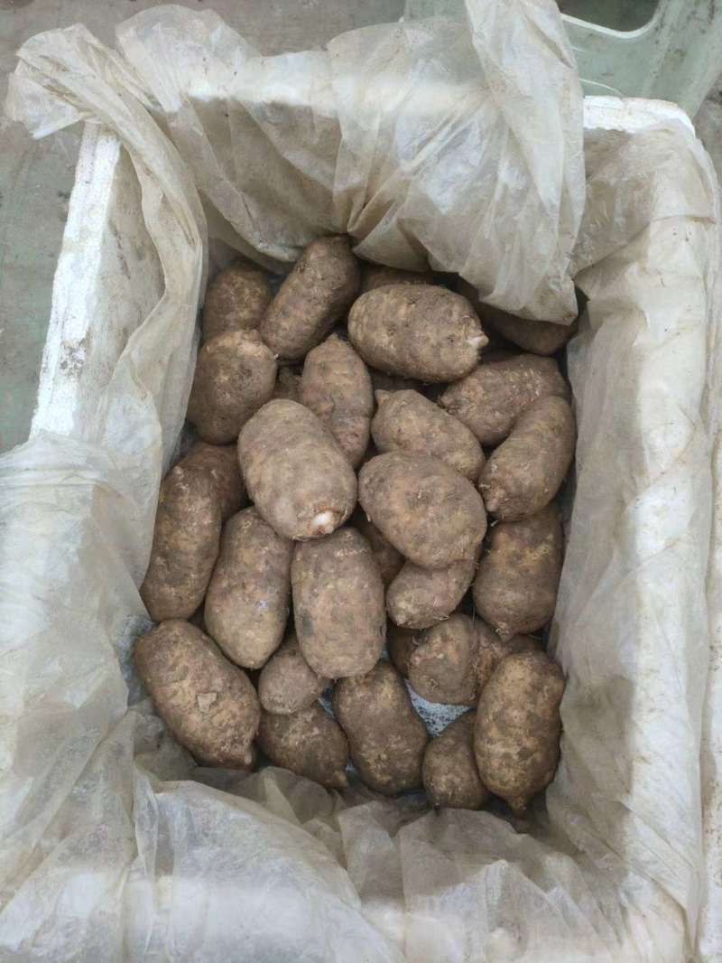 云南昭通小草坝天麻，昭通天麻，小草坝天麻，乌天麻