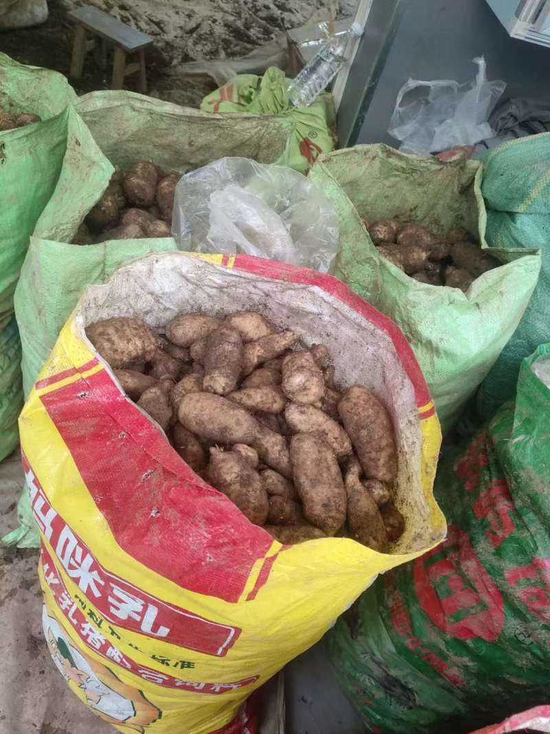 云南昭通小草坝天麻，昭通天麻，小草坝天麻，乌天麻