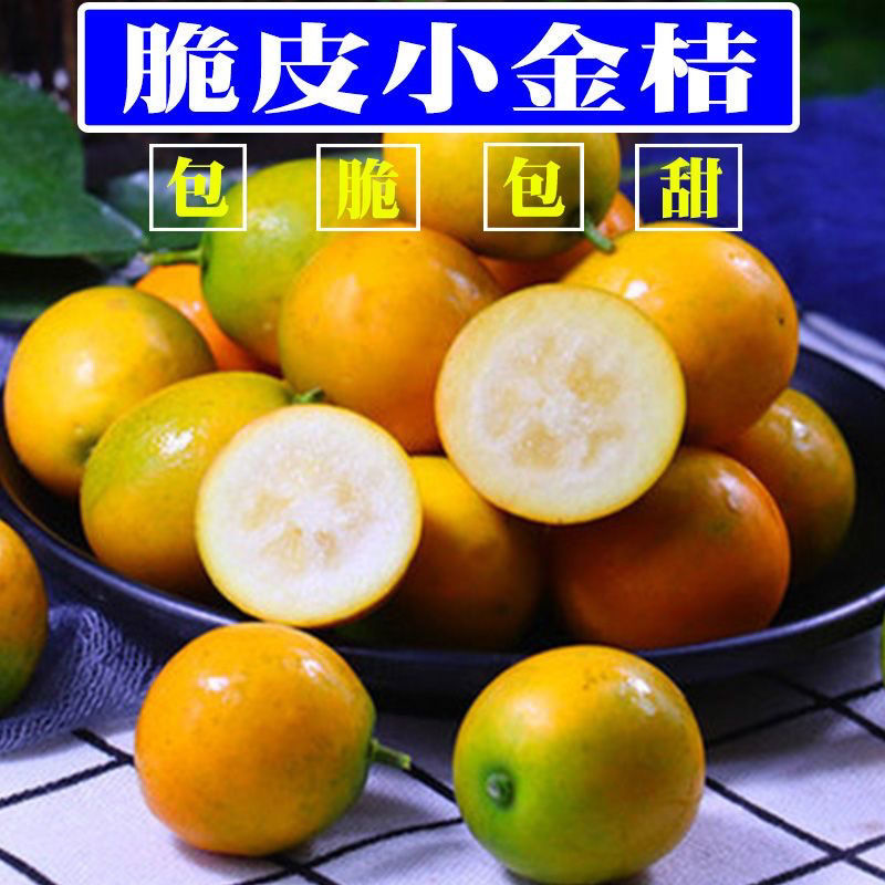 广西脆蜜金柑小金桔无籽滑皮金桔非融安桂林脆皮