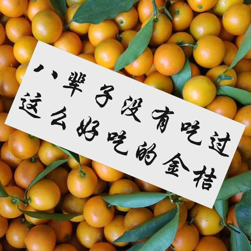 广西脆蜜金柑小金桔无籽滑皮金桔非融安桂林脆皮