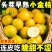 广西脆蜜金柑小金桔无籽滑皮金桔非融安桂林脆皮