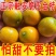 广西脆蜜金柑小金桔无籽滑皮金桔非融安桂林脆皮