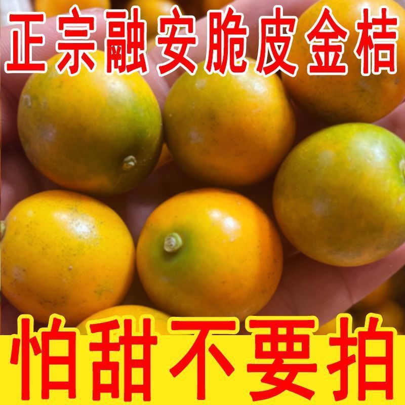 广西脆蜜金柑小金桔无籽滑皮金桔非融安桂林脆皮