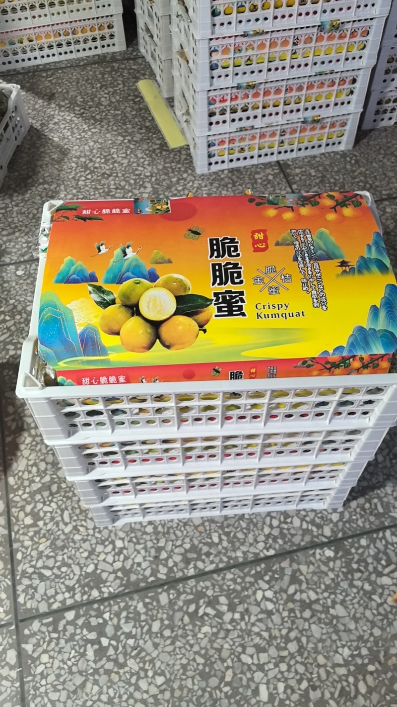 广西脆蜜金柑小金桔无籽滑皮金桔非融安桂林脆皮