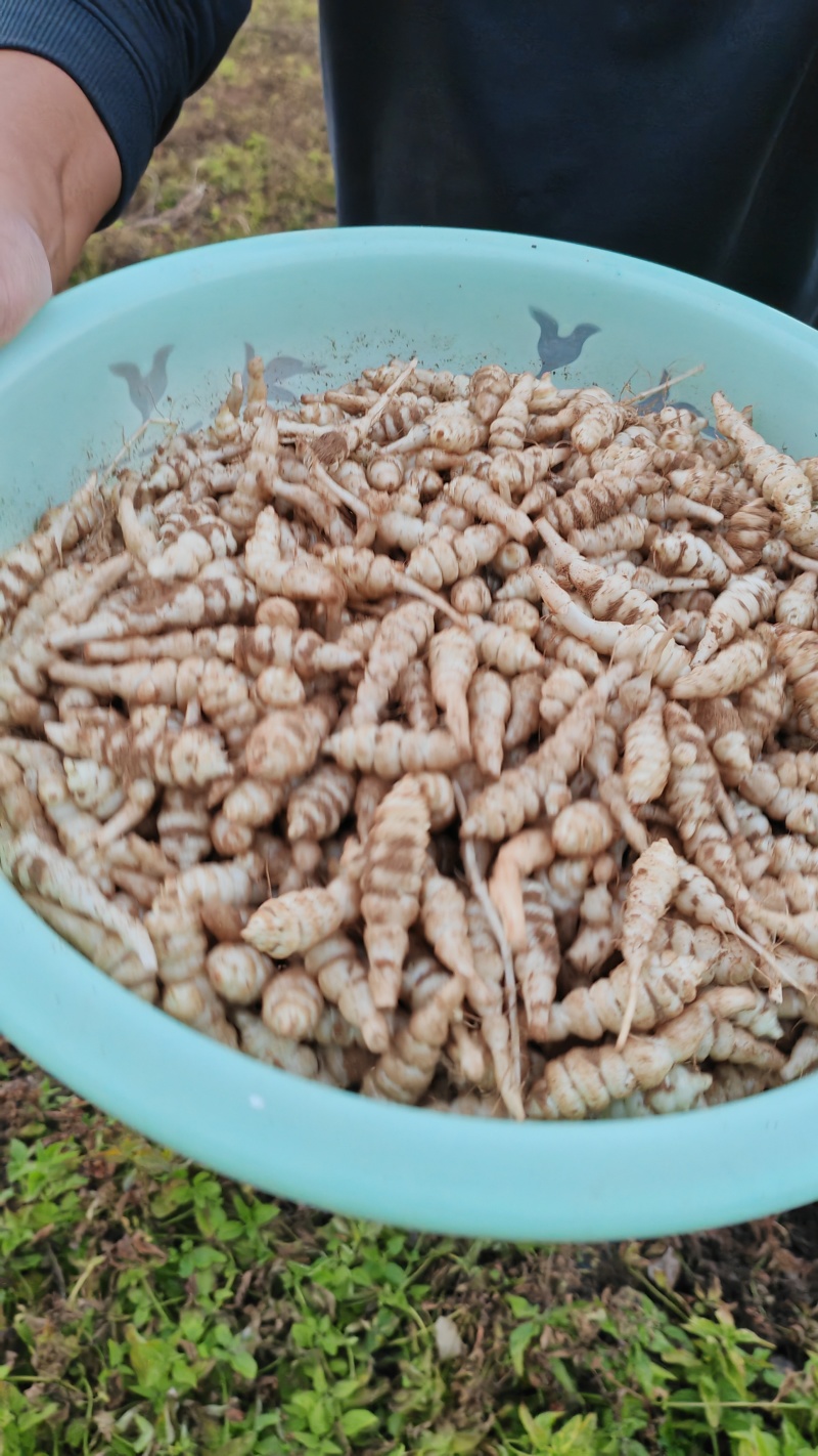 螺丝菜大量上市