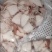 北海小鱿鱼，小笔管，去内脏切段鱿鱼
