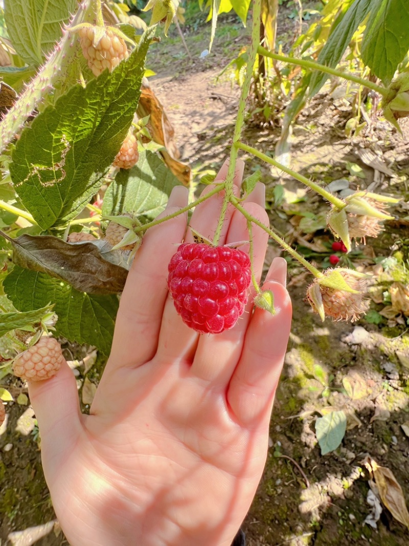 双季莓，高产量，品种纯根细好好成活