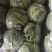 河北邯郸精品圆包菜大量上市产地直发量大从优欢迎来电