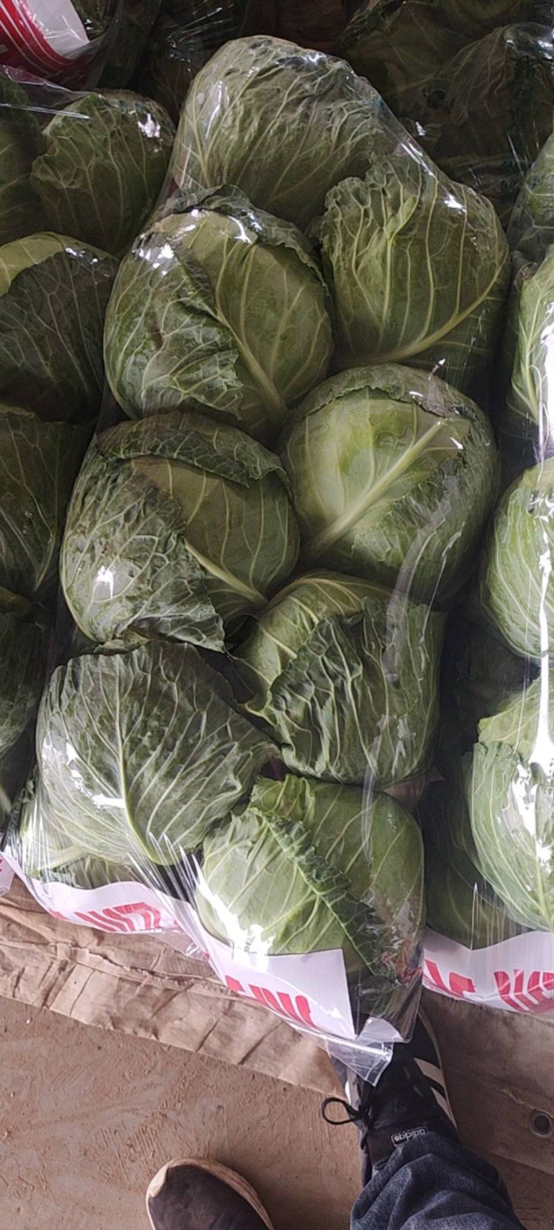 河北邯郸精品圆包菜大量上市产地直发量大从优欢迎来电