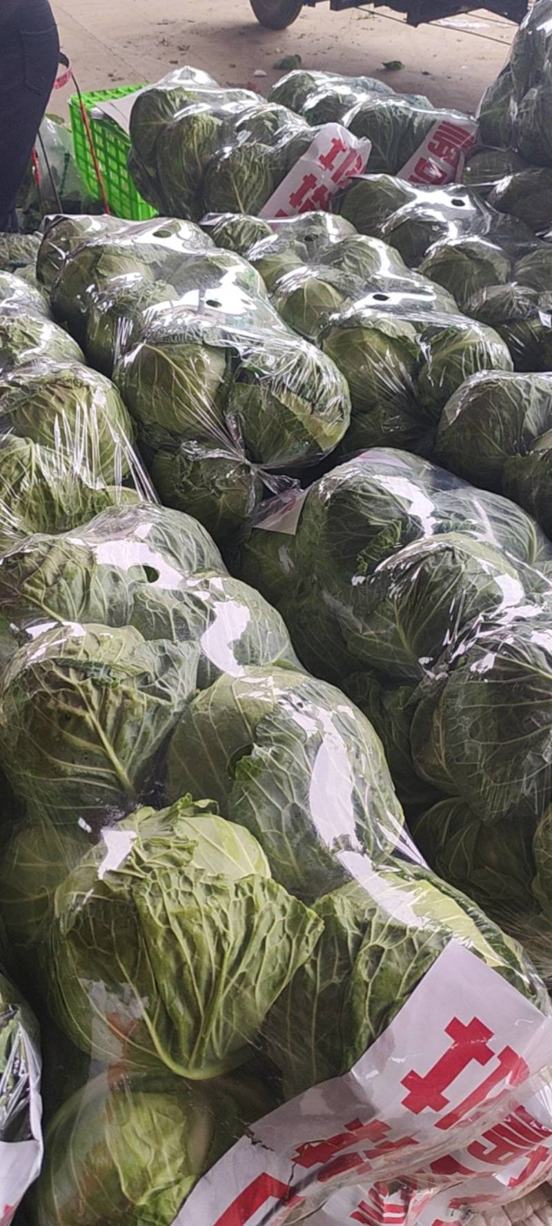 河北邯郸精品圆包菜大量上市产地直发量大从优欢迎来电