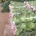 河北邯郸精品圆包菜大量上市产地直发量大从优欢迎来电