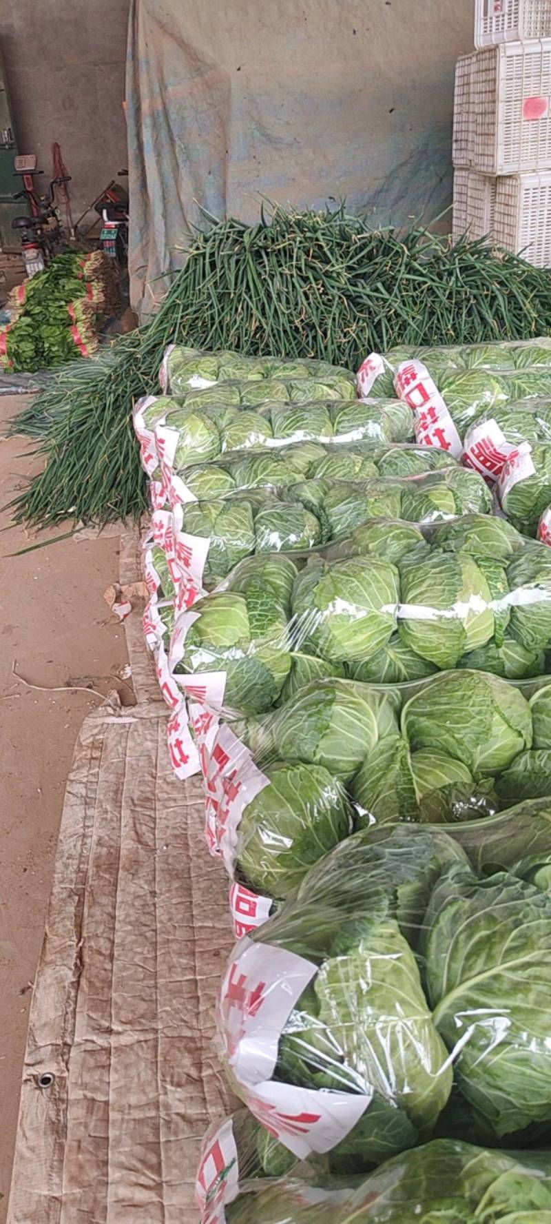 河北邯郸精品圆包菜大量上市产地直发量大从优欢迎来电