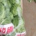 河北邯郸精品圆包菜大量上市产地直发量大从优欢迎来电