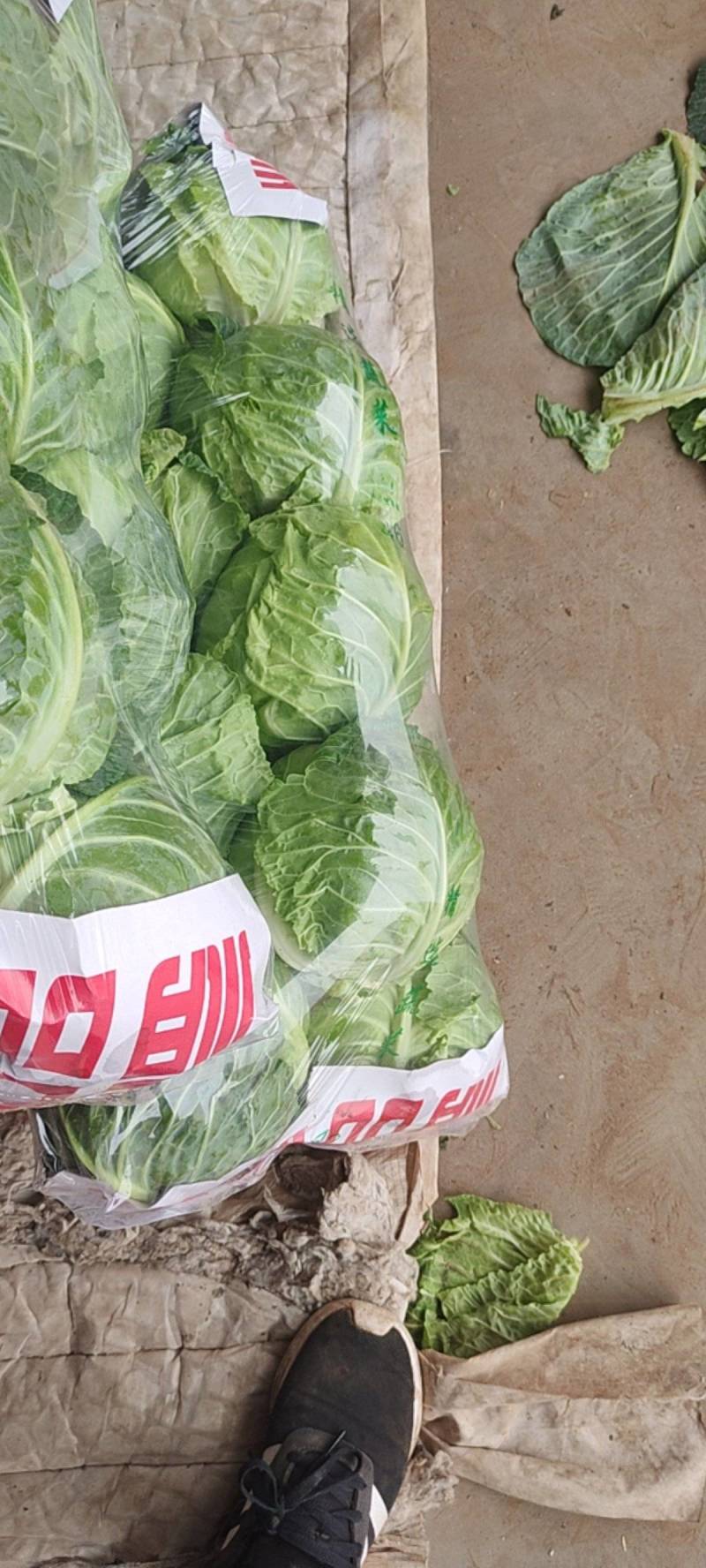河北邯郸精品圆包菜大量上市产地直发量大从优欢迎来电
