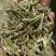 淮阳花生秧品质好质量有保证欢迎各位老板前来选购