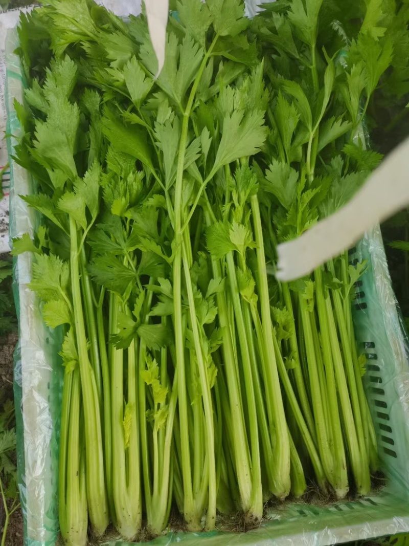 口感嘎嘎脆的芹菜大量上市，现在可以联系了，细颗，五指芹