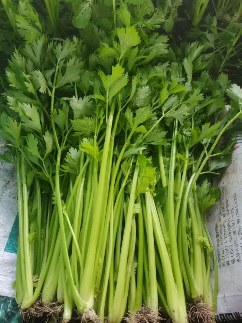 口感嘎嘎脆的芹菜大量上市，现在可以联系了，细颗，五指芹