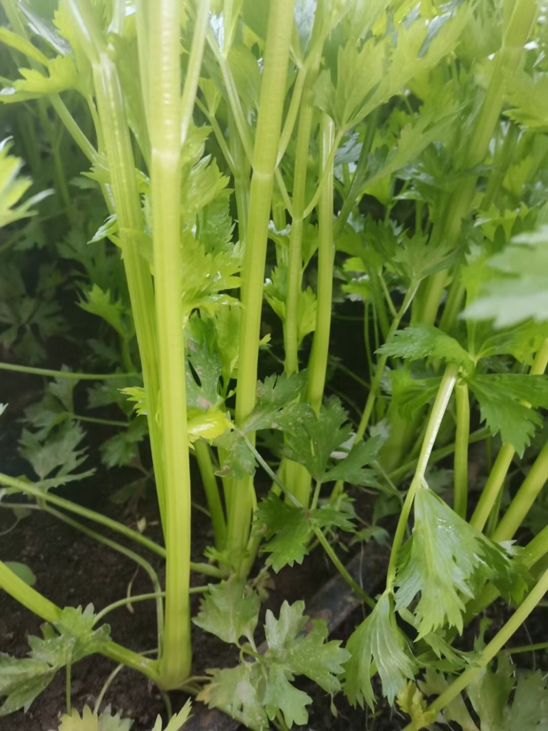 口感嘎嘎脆的芹菜大量上市，现在可以联系了，细颗，五指芹