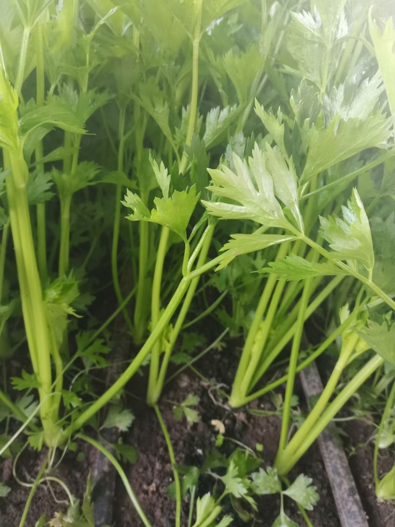 口感嘎嘎脆的芹菜大量上市，现在可以联系了，细颗，五指芹