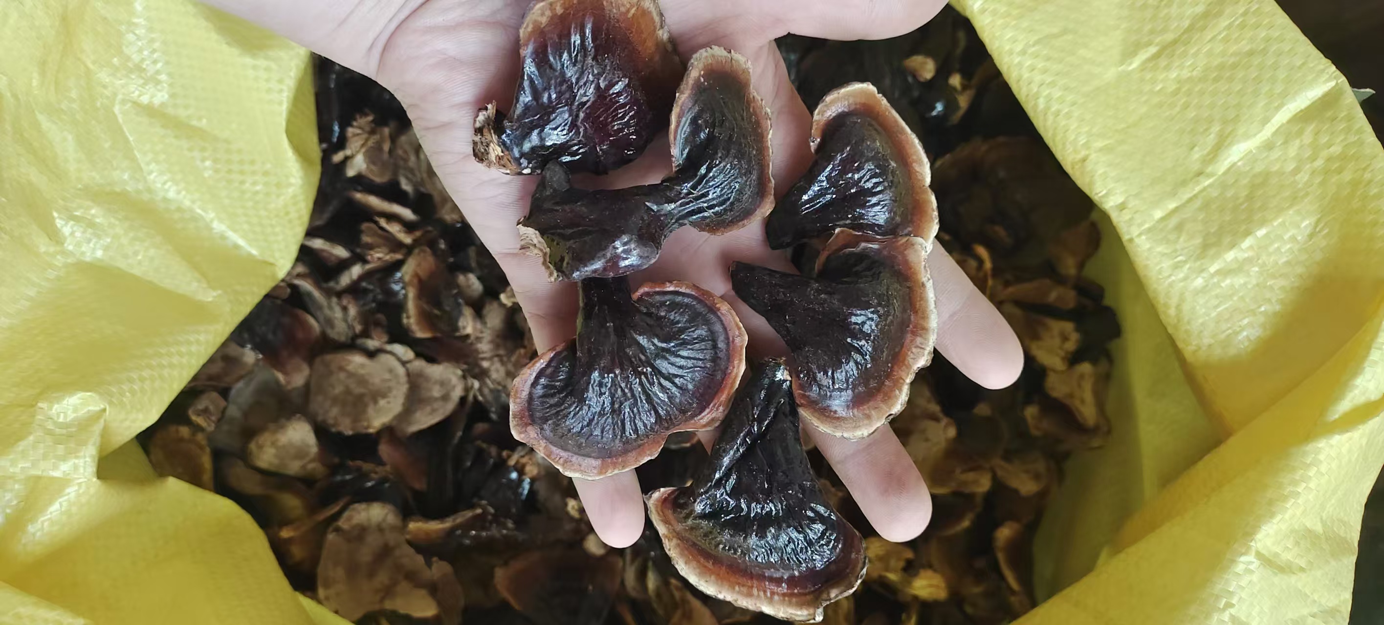 无柄黑灵芝产品包装与品质展示