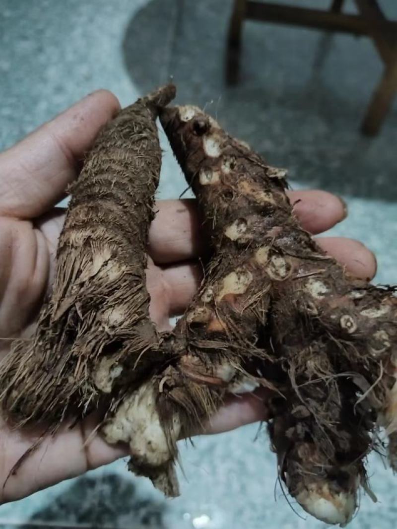 知母好土地里三年生的没加狠活的东西支持各种检测