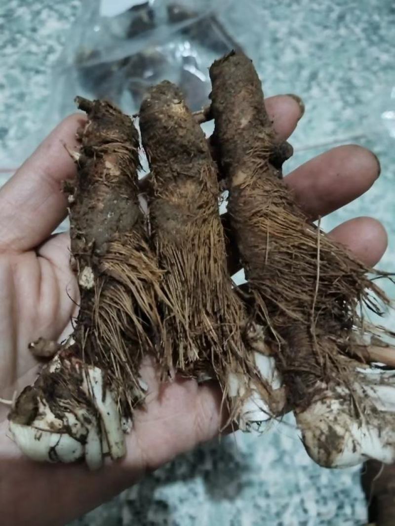 知母好土地里三年生的没加狠活的东西支持各种检测