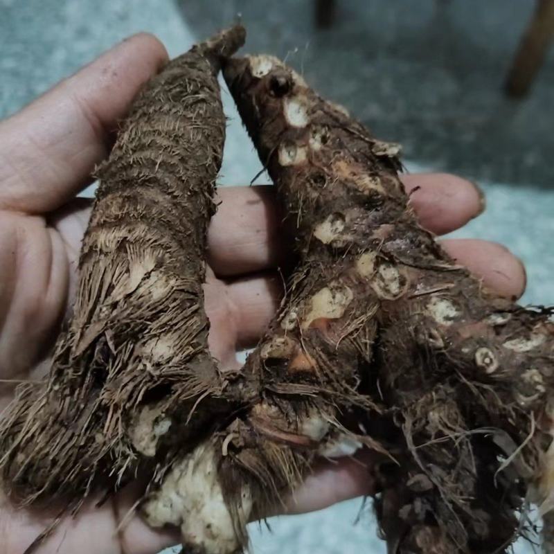 知母好土地里三年生的没加狠活的东西支持各种检测