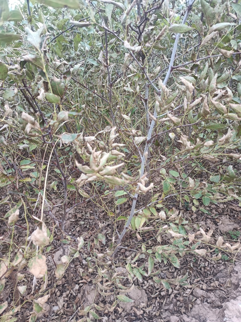 药用酸枣苗