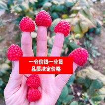 树莓原发地新品红树莓，植基地发货