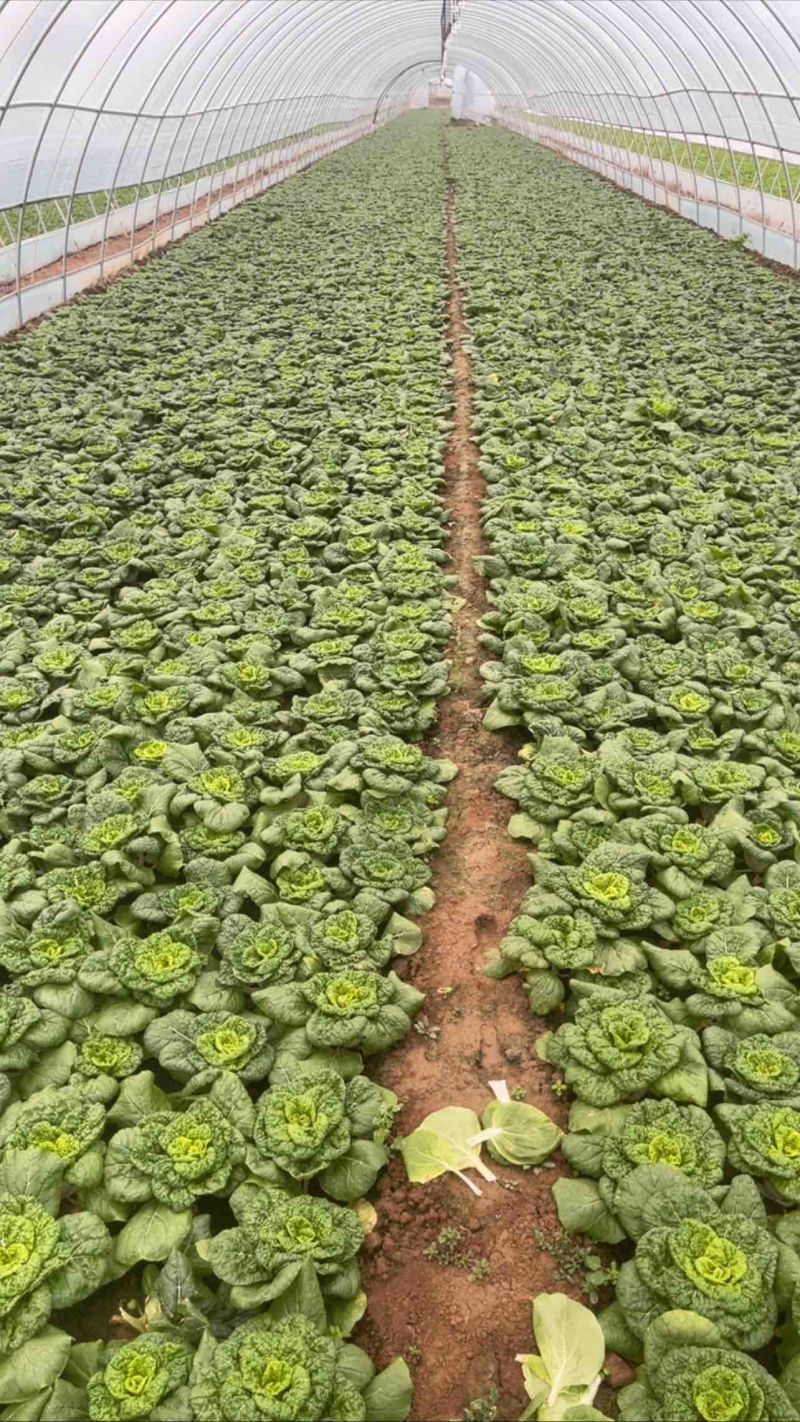 黄心菜，精品黄心大量上市欢迎咨询，购买量大从优