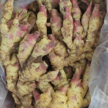 山东红芽鲜姜大量上市销售，代储存代销，品质好，价格便宜