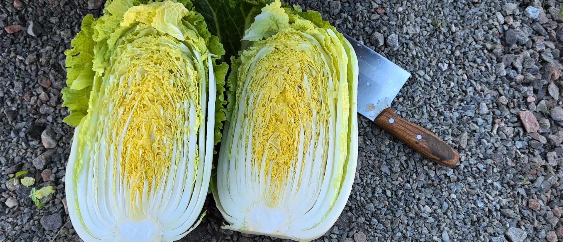 厨房操作台面上摆放着刚洗净的黄心白菜,菜心呈嫩黄色,旁边有刀具和砧板,正在被斜切成条状,背景可见蒜末和生姜末置于小碟中 黄心白菜切配过程特写