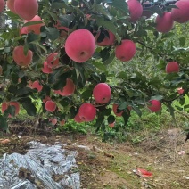 天水富士苹果