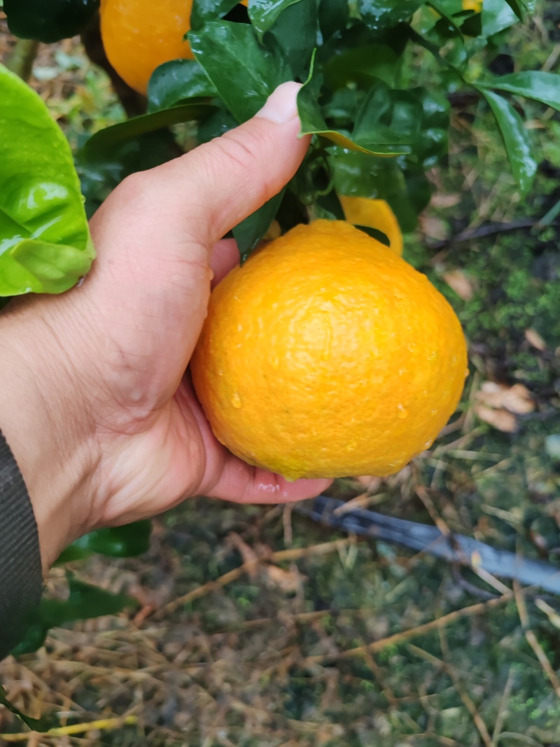 早爱缓