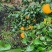 早爱缓