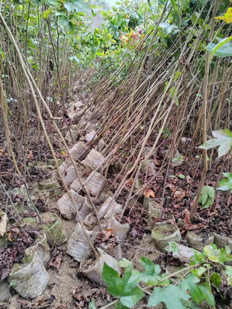 枫香杯苗、无纺布袋苗，欢迎来电咨询！