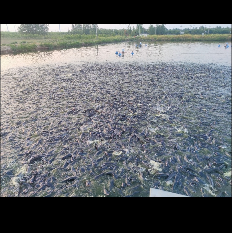 河南鮰鱼产地直供口感鲜美健康营养对接电商平台一件代发