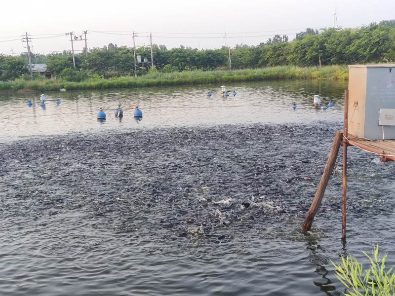 河南鮰鱼产地直供口感鲜美健康营养对接电商平台一件代发