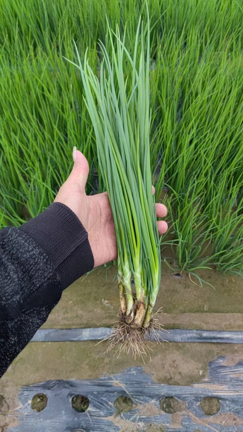 精品小葱大量上市四川基地直供质量保证一手货源全国发货